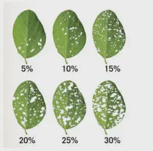 Escala Visual para Medir Severidade de Doenças em Plantas uma escala diagramática utilizada na agronomia para avaliar a severidade de doenças foliares. São mostradas se