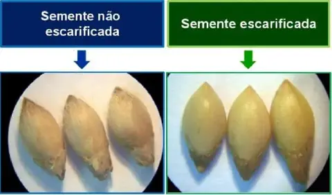 comparação visual clara entre sementes que passaram pelo processo de escarificação e as que não passar