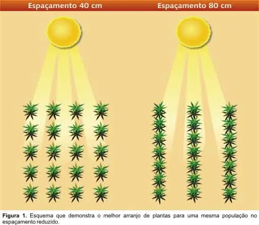 diagrama técnico e ilustrativo que compara dois arranjos de plantio agrícola, destacando o impacto do espaçamen