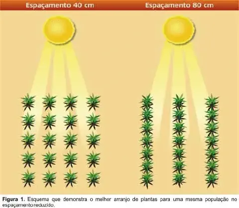 diagrama técnico e ilustrativo que compara dois arranjos de plantio agrícola, destacando o impacto do espaçamen