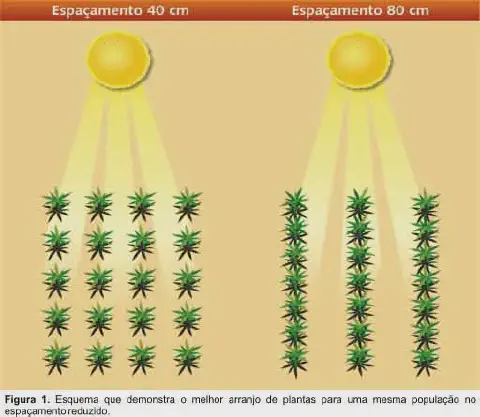 diagrama técnico e ilustrativo que compara dois arranjos de plantio agrícola, destacando o impacto do espaçamen