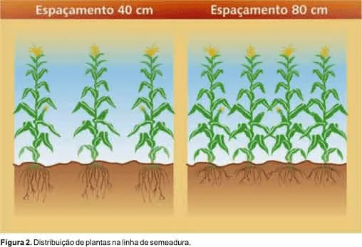 ilustração técnica que compara duas estratégias de distribuição de plantas de milho na linha de semeadura. No