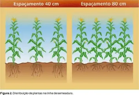 ilustração técnica que compara duas estratégias de distribuição de plantas de milho na linha de semeadura. No