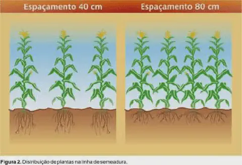 ilustração técnica que compara duas estratégias de distribuição de plantas de milho na linha de semeadura. No