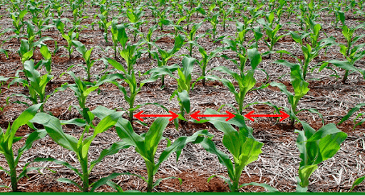 Lavoura de milho jovem em fileiras uniformes