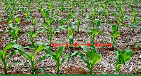 Lavoura de milho jovem em fileiras uniformes