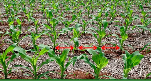 Lavoura de milho jovem em fileiras uniformes