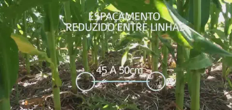 uma visão de perto da base de uma plantação de milho, focando nos caules verdes e robustos. O solo está cobert