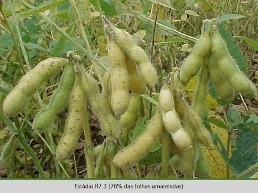 close-up de uma lavoura de soja em um estágio avançado de desenvolvimento, especificamente o estádio fenoló
