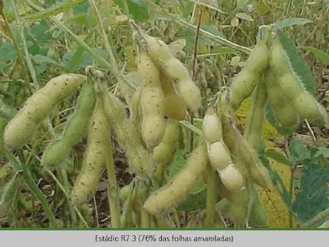 close-up de uma lavoura de soja em um estágio avançado de desenvolvimento, especificamente o estádio fenoló