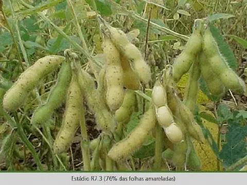 close-up de uma lavoura de soja em um estágio avançado de desenvolvimento, especificamente o estádio fenoló