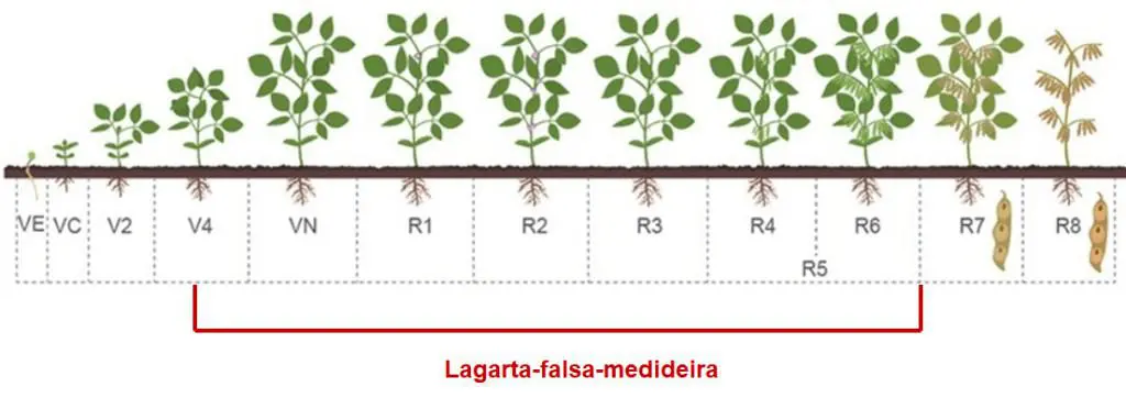 infográfico detalhado que ilustra os estádios fenológicos da cultura da soja, desde a germinação até a maturaçã