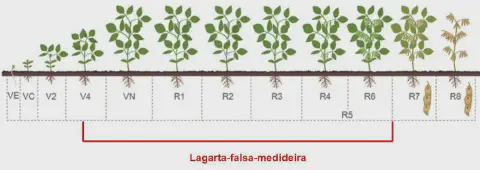 infográfico detalhado que ilustra os estádios fenológicos da cultura da soja, desde a germinação até a maturaçã