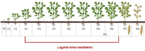 infográfico detalhado que ilustra os estádios fenológicos da cultura da soja, desde a germinação até a maturaçã
