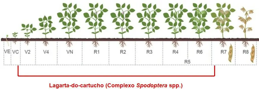 infográfico detalhado que ilustra as diferentes fases fenológicas da cultura da soja, desde a emergência (VE) a