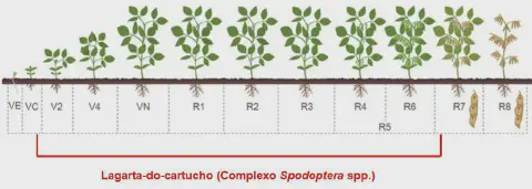 infográfico detalhado que ilustra as diferentes fases fenológicas da cultura da soja, desde a emergência (VE) a