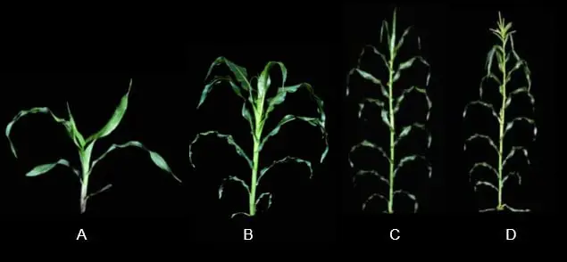 Estádios de Desenvolvimento e Fenologia da Cultura do Milho uma montagem fotográfica que ilustra as diferentes fases do desenvolvimento vegetativo da planta de milho, de