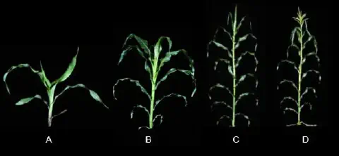 uma montagem fotográfica que ilustra as diferentes fases do desenvolvimento vegetativo da planta de milho, de
