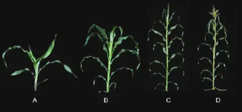 uma montagem fotográfica que ilustra as diferentes fases do desenvolvimento vegetativo da planta de milho, de