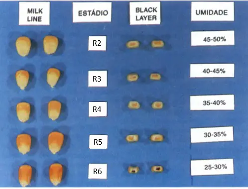 Estádios de Maturação do Milho: Linha do Leite e Umidade infográfico técnico que ilustra os estágios de maturação do grão de milho, correlacionando quatro indicadores c