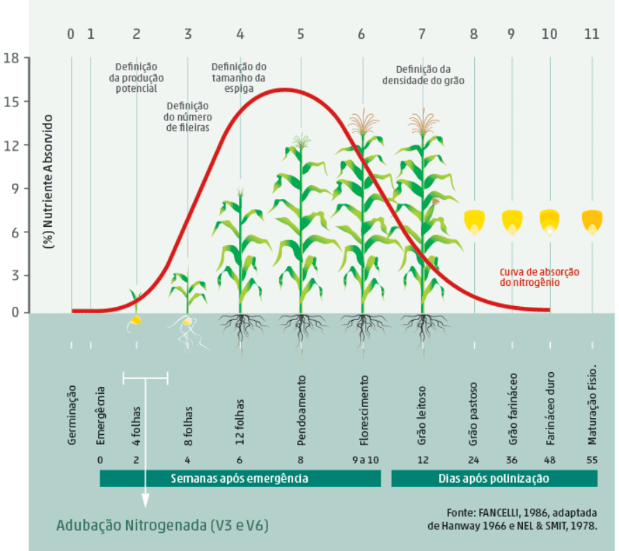 Estádios do Milho e Absorção de Nitrogênio: Guia Visual Este infográfico detalha as fases de desenvolvimento da cultura do milho, correlacionando-as com a curva de absorção de nitro