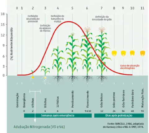 Este infográfico detalha as fases de desenvolvimento da cultura do milho, correlacionando-as com a curva de absorção de nitro