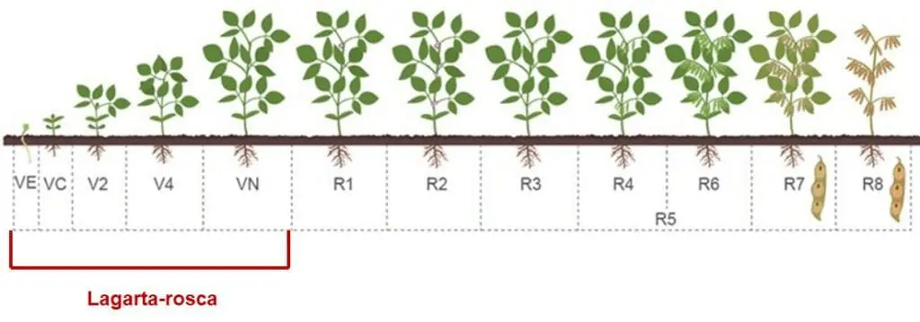 infográfico detalhado que ilustra os estádios fenológicos da cultura da soja, desde a germinação até a maturaçã