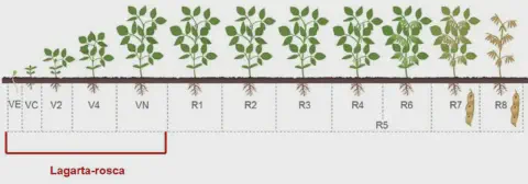 infográfico detalhado que ilustra os estádios fenológicos da cultura da soja, desde a germinação até a maturaçã