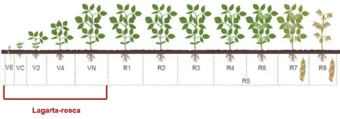 infográfico detalhado que ilustra os estádios fenológicos da cultura da soja, desde a germinação até a maturaçã