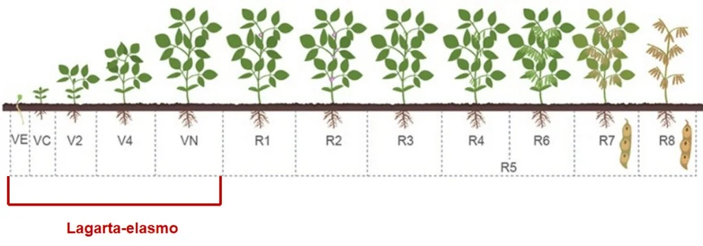 infográfico educacional que ilustra os estádios fenológicos da cultura da soja, desde a germinação até a matura