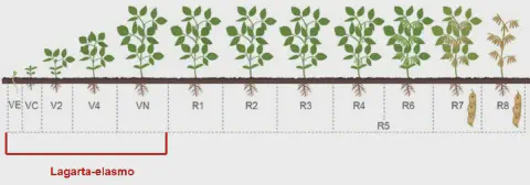 infográfico educacional que ilustra os estádios fenológicos da cultura da soja, desde a germinação até a matura