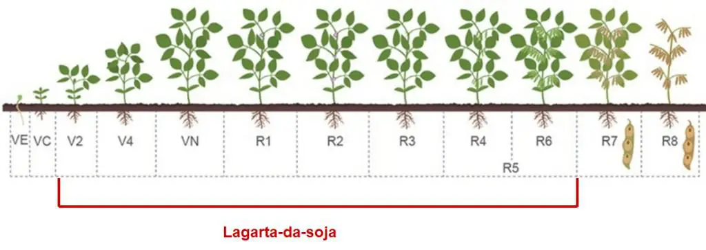 infográfico detalhado que ilustra os estádios fenológicos do ciclo de vida da soja, desde a germinação até a ma