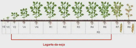infográfico detalhado que ilustra os estádios fenológicos do ciclo de vida da soja, desde a germinação até a ma