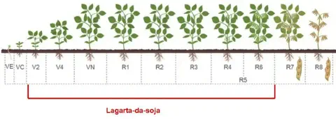 infográfico detalhado que ilustra os estádios fenológicos do ciclo de vida da soja, desde a germinação até a ma