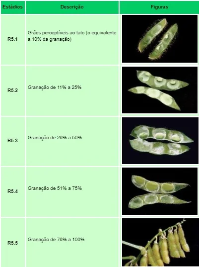 tabela didática que ilustra os estádios reprodutivos da cultura da soja, especificamente as fases de e
