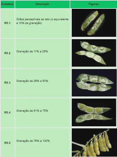 tabela didática que ilustra os estádios reprodutivos da cultura da soja, especificamente as fases de e