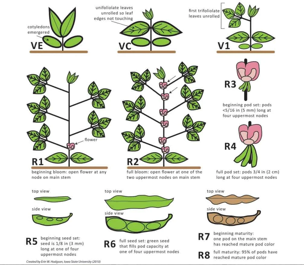 infográfico detalhado que ilustra os estádios fenológicos do desenvolvimento da soja, desde a emergência até a