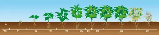 ilustração didática que representa o ciclo de vida completo de uma planta de soja, desde a semeadura até a mat