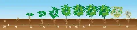 ilustração didática que representa o ciclo de vida completo de uma planta de soja, desde a semeadura até a mat