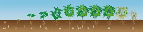ilustração didática que representa o ciclo de vida completo de uma planta de soja, desde a semeadura até a mat