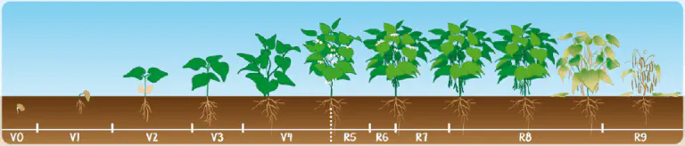 Estádios Fenológicos da Soja: Guia Visual do Ciclo infográfico detalhado que ilustra as diferentes fases do ciclo de vida de uma planta leguminosa, muito provavel