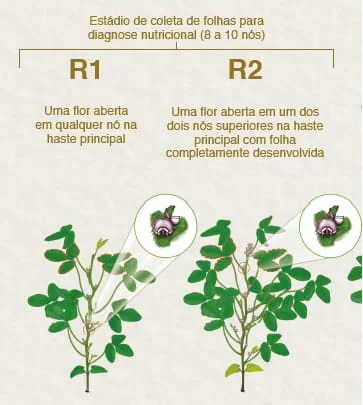 infográfico educacional que ilustra os estádios fenológicos reprodutivos iniciais de uma planta, provavelmente