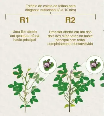 infográfico educacional que ilustra os estádios fenológicos reprodutivos iniciais de uma planta, provavelmente
