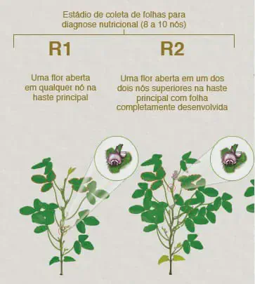 infográfico educacional que ilustra os estádios fenológicos reprodutivos iniciais de uma planta, provavelmente