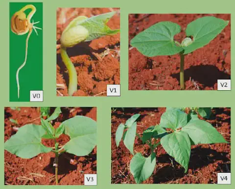 composição visual que ilustra as fases iniciais do desenvolvimento vegetativo de uma planta de feijão, dividid