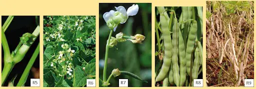 Estádios Fenológicos do Feijoeiro: Guia Visual de R5 a R9 composição de cinco fotografias que ilustram sequencialmente os estádios fenológicos reprodutivos da cultura d