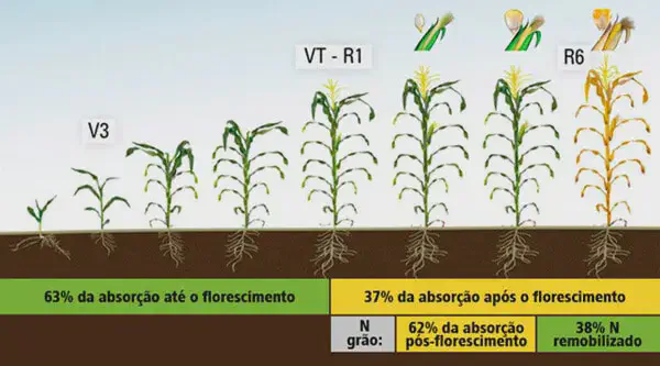 Estádios Fenológicos do Milho e Absorção de Nitrogênio infográfico detalhado que ilustra as fases de desenvolvimento da cultura do milho, conhecidas como estádios fen