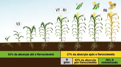 infográfico detalhado que ilustra as fases de desenvolvimento da cultura do milho, conhecidas como estádios fen