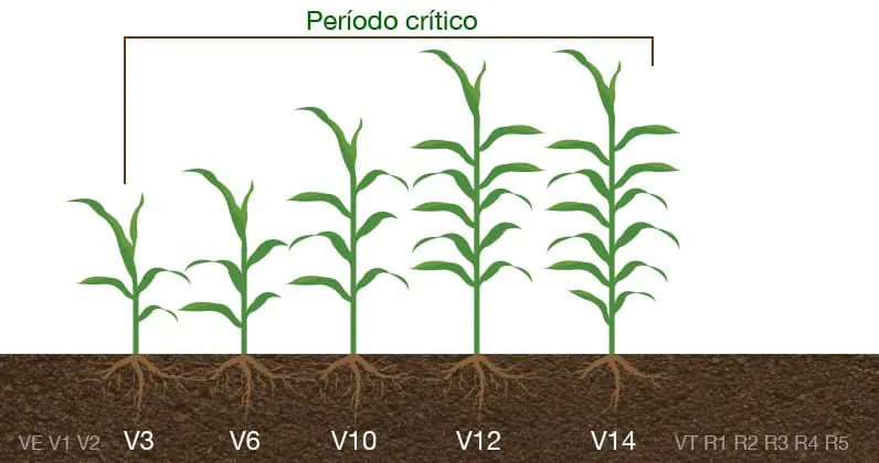 infográfico educativo que ilustra as diferentes fases de desenvolvimento vegetativo da cultura do milho, conhec