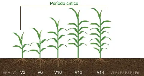 infográfico educativo que ilustra as diferentes fases de desenvolvimento vegetativo da cultura do milho, conhec